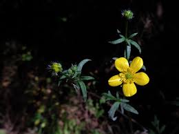 Image result for Ranunculus multifidus