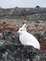 Huge collection, amazing choice, 100+ million high quality, affordable rf and rm images. Arctic Hare 30 Propel Steps