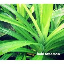 Bagaimanakah cara untuk tanam pokok pandan dengan betul? Tanaman Daun Pandan Bibit Pandan Medium Shopee Indonesia
