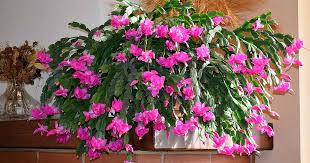 How To Make A Christmas Cactus Bloom Gardener S Path