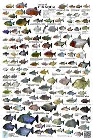 13 Twitter Tropical Freshwater Fish Fish Plants Freshwater Fish