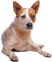 Red Heeler Appearance Temperament Care All Things Dogs All Things Dogs