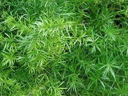 Asparagus Fern Sprengeri Annual Asparagus Fern Herbs Fern Plant
