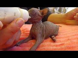 Newborn Sphynx Kittens Get Bottle Fed 1034562 Youtube
