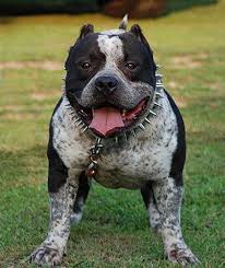 Spotted Pitbull I Usually Don T Find Pitbulls Cute But This One Is A Adorable Beautiful Dogs Pit Puppies Pitbull Dog
