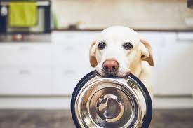 Tuna is safe to eat in small amounts as a rare treat, but it definitely shouldn't become a staple food for your furry friend. Can Dogs Eat Tuna Fish Vet Explains Pets