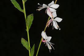 Image result for Oenothera lindheimeri