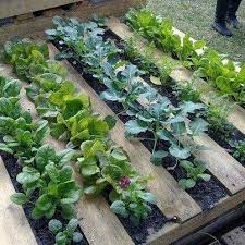 Ideas For House And Garden In Canberra Pallet Garden Pallets Garden Garden Beds