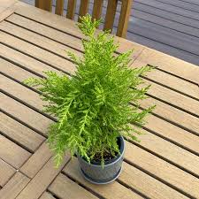 Image result for Cupressus macrocarpa