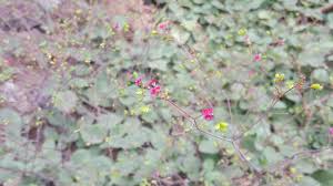 Image result for Boerhavia coccinea