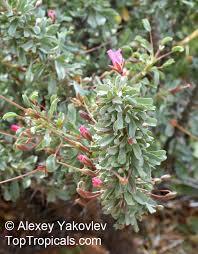 Image result for Monsonia glauca