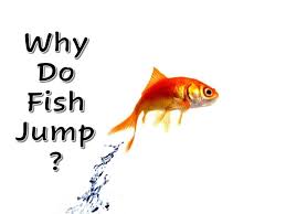 Why Do Fish Jump Aquatic Veterinary Services