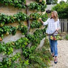 They're continuously ripened by the sun, not hidden by leaves. Goodshomedesign
