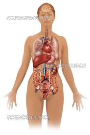 Image result for internal organs