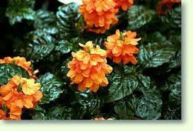 Weitere ideen zu pflanzen pflege, pflanzen, gartentipps. Crossandra Pflege Der Pflanze Pflanzenfreunde Com