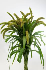 Image result for Setaria italica