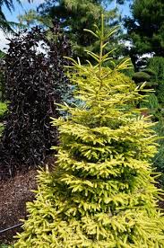 It has the classic thin needles that open in spring as a brilliant yellow, softening to gold as the season progresses, and standing out against the green. Picea Orientalis Skylands Skyland S Oriental Spruce Plant Lust