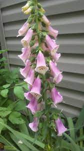Nevertheless, virtually all weed control methods may be classified into one or more of five main categories. Plant Spotlight Foxglove Digitalis Dengarden