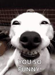 You So Funny Youre So Funny Gif Tenor Gif Keyboard Bring Personality To Your Conversations Say More With Tenor Smile Pets Funny Dogs Smiling Dogs