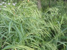 Image result for Bromus