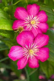 Summer gardens are in full bloom during the months of july and august. Clematis Flowers For Summer Learn About Summer Flowering Clematis Varieties