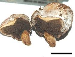 Image result for Xerocomellus diffractus