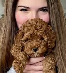 Shih Poo Teddy Bear Puppies For Sale