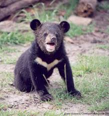 Asiatic Black Bear Range Map Pin On Kuu Chan Refference