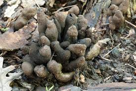 Image result for Xylaria polymorpha