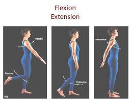 Expansion while flexion is the act of bending a joint, especially a bone joint. Body Movements Angular Movement 1 Flexion Bending Movement