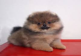 Do you have a specific question or. 12 Things You Need To Know About Teacup Pomeranian Dog Breed