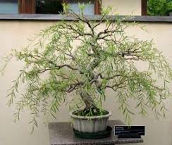 I Am The Lorax I Speak For The Trees Vietnamese Types Of Bonsai Trees I Think I Ve Gone Bonsai Crazy Bonsai Tree Care Outdoor Bonsai Tree Indoor Bonsai Tree