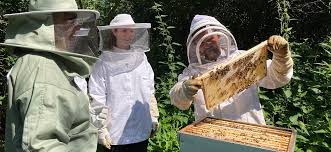 Der bienenlehrpfad am haus im moos informiert mit 8 stationen über das leben der bienen und ihren nutzen für mensch und natur. Bienencoaching Tage Mit Den Grenzlandbienen Imkerverein Grenzlandbienen E V