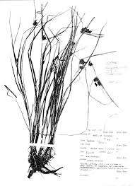 Image result for Pycreus sp.no.1