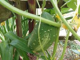 They're only drooping around a centimeter and are growing bigger daily. When To Pick Cucumbers And How To Do It Right