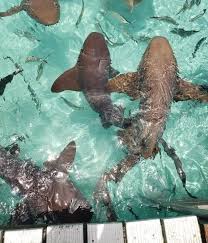 Swimming with Sharks in the Bahamas — Traveling Tessie