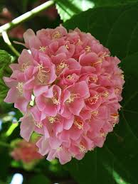 Image result for Dombeya lastii