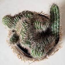 Rare cactus sclerocactus polyancistrus this is one of the most beautiful cacti but also one of the more difficult to be cultivated. 9 Most Rare Cacti That Are Hard To Find Succulent City
