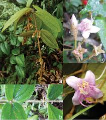 Image result for Dissotis multiflora
