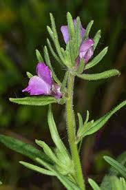 Image result for Misopates