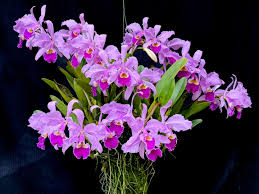 Image result for Polystachya songaniensis