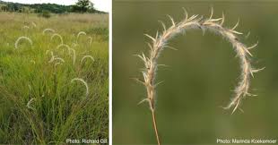 Image result for Elionurus