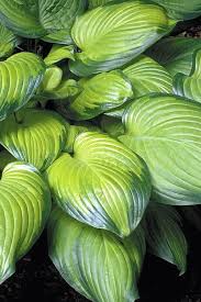 Sunhosta™ Hosta - Variegated, Sun Hardy Hosta – Plants By Mail