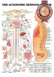 Details About New The Autonomic Nervous System Anatomical Diagram Chart Print Premium Poster
