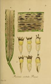 Abt 3 Bd 6 1862 Deutschlands Flora In Abbildungen Nach Der Natur X2f Biodiversity Heritage Library Botanical Art Art Clipart Floral Botany