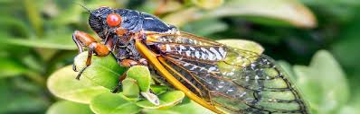 From wikipedia, the free encyclopedia. Get Ready For The 17 Year Cicadas Brightview