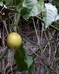 Image result for Mimusops obtusifolia