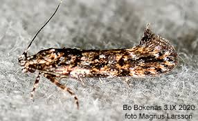 Image result for Teleiopsis diffinis