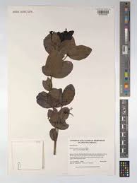 Image result for Eriosema scioanum