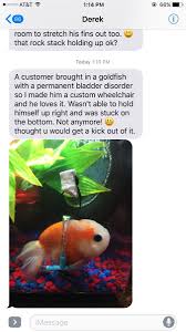 C6lgzoavwaespno 1 Goldfish Cute Funny Animals Cute Animals